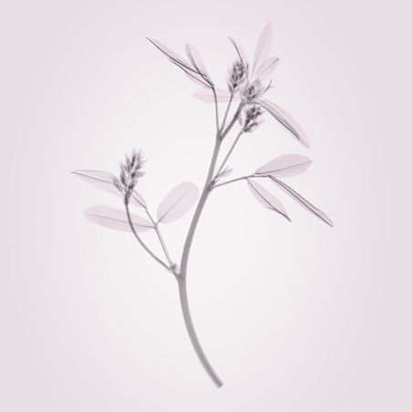 Le Lift Crème 50 ml