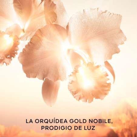 Orchidée Impériale Gold Nobile