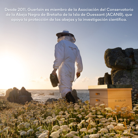 Coffret Abeille Royale Double R Renew & Repair Advanced Sérum