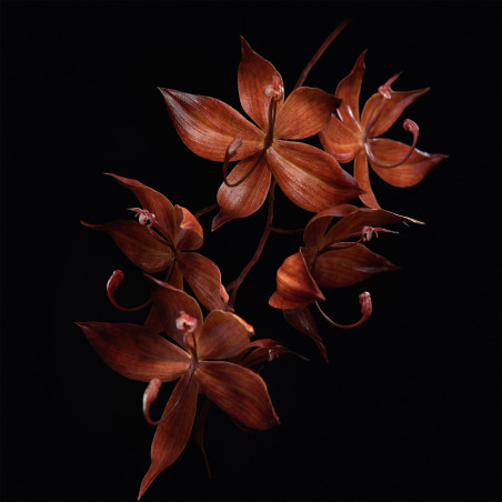 ORCHIDÉE IMPÉRIALE BLACK Crema 50ml