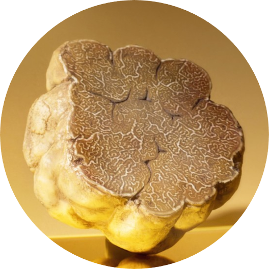 ingrédient TRUFFE BLANCHE Júlia Gold ingrédient TRUFFE BLANCHE Júlia Gold