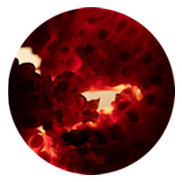 perfumes com acordes frutados Montale