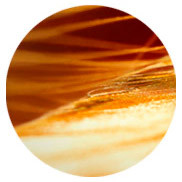 perfumes com acordes de almíscar Montale