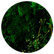 perfumes com acordes amadeirados Montale