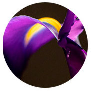 perfumes com acordes florais Montale