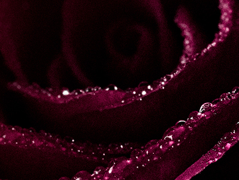 Baume en Eau a la rose Noire Sisley