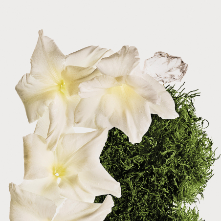 CK Cotton Musk Bruma Profumo Nebulizzante per Corpo e Capelli