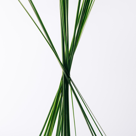 Set Esencia Eau de Toilette 100ml