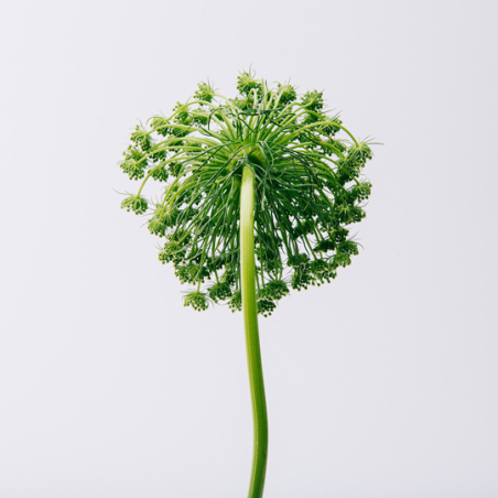 Set Loewe Aire Eau de Toilette