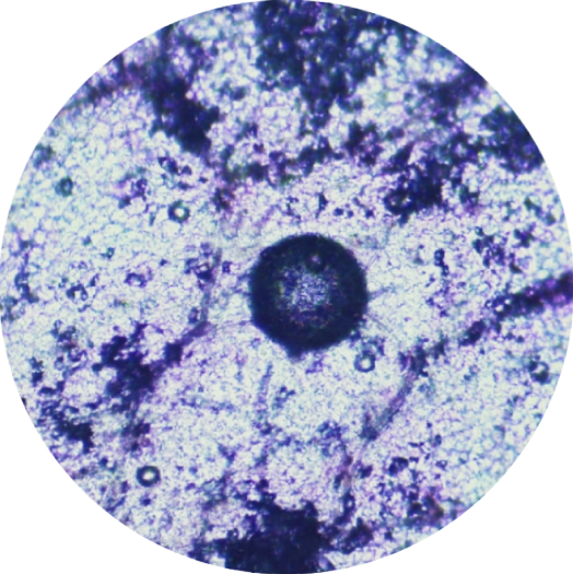 ingredienti HTE GTX Extreme Júlia Bonet ingredienti HTE GTX Extreme Júlia Bonet