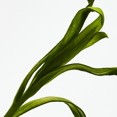 Set Loewe Esencia Eau de Parfum