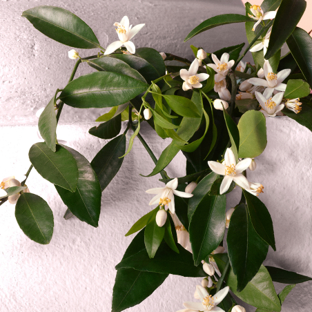 Caixa Devotion Eau de Parfum Intense