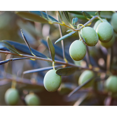 Midnight Recovery Botanical Cleansing Oil