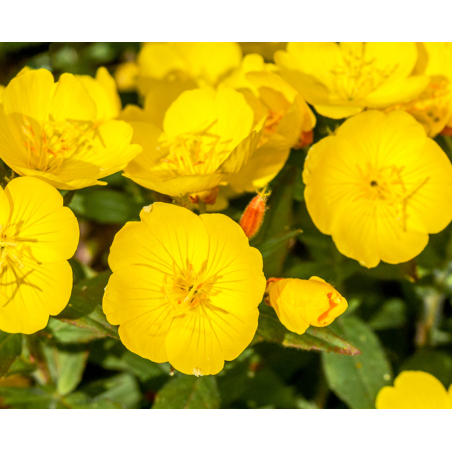 Midnight Recovery Botanical Cleansing Oil