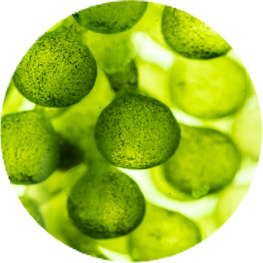 ingrediente Alga Skin Júlia unperfect ingrediente Alga Skin Júlia unperfect